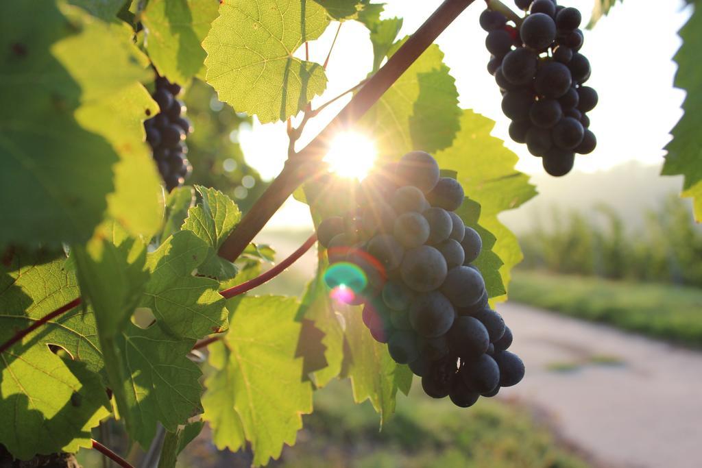 Schroeders Wein-Style-Hotel Трір Екстер'єр фото